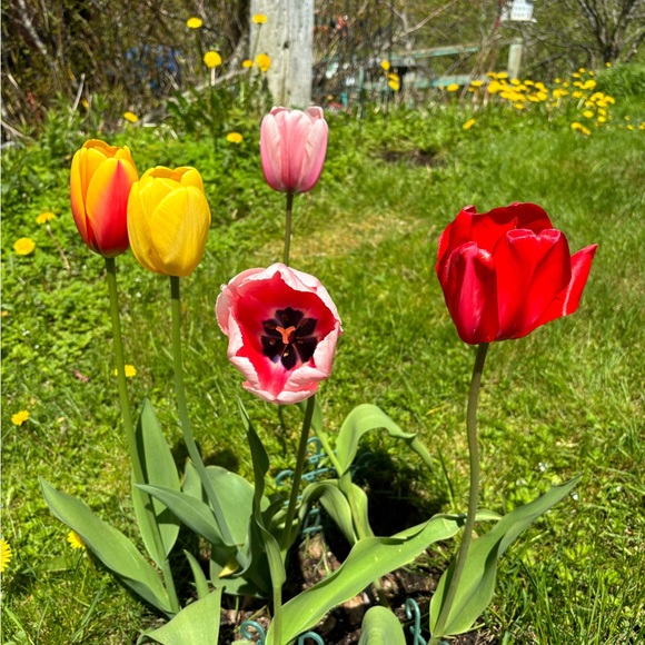 Meet your Posher, Zeta - Picture 1 of 1